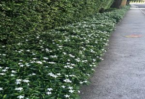 Star Jasmine